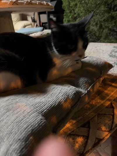 A black and white cat is lying on a striped pillow outdoors at night. The cat is facing left and appears to be resting. In the background, there is a wall of green bushes. The lighting suggests it is evening or nighttime, with artificial lights casting a warm glow on the scene. There is no indication of the city of Orihuela, Spain, in the image.