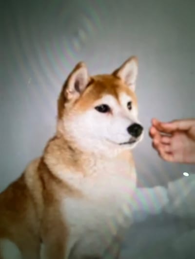 A Shiba Inu dog lies on its back, looking upwards at a hand hovering overhead. The dog's fur is a mix of cream and light brown. The hand appears to be offering or teasing with something. The background is light gray, possibly a wall or floor. The dog's posture and gaze suggest a playful or expectant demeanor.
