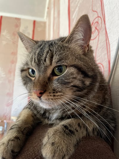 A close-up, eye-level, medium shot captures a tabby cat with green eyes and a pink nose. The cat's head is angled to the left, with its ears partially visible. Its fur displays characteristic tabby markings of brown, black, and grey. The background consists of a wall with a striped pattern of light pink and white, featuring red vertical lines and subtle floral designs. The cat is resting on a brown upholstered surface, possibly a piece of furniture. The lighting is natural, suggesting it was taken indoors during the daytime. The scene is domestic and peaceful. There is no visible indication of Cherkasy, Ukraine, or any specific location within it.