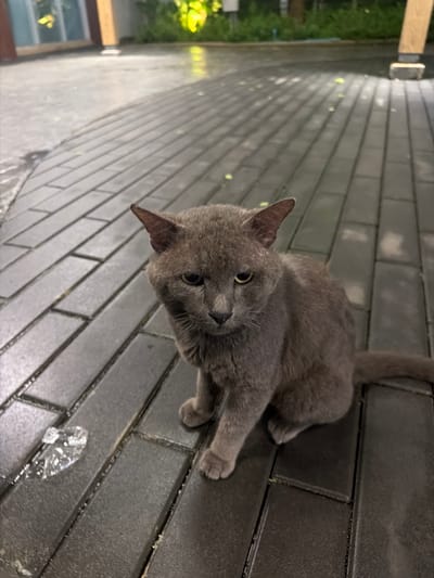 The image captures a grey cat lying on a wet, tiled surface outdoors. The cat is the primary subject, with its head turned towards the camera, revealing its yellow eyes and pointed ears. Its body is partially extended, with its front paws visible. The tiled ground appears to be dark and textured, with visible grout lines. The tiles are glistening, suggesting they are wet, possibly from rain.
In the background, to the left, there is greenery and sunlight filtering through, indicating it might be daytime. There's also a hint of a structure with wooden elements and a window. The lighting suggests it could be late afternoon or early morning, with soft light. The overall mood is tranquil, with the cat appearing relaxed. There are no people visible in the image, and no text is present. The scene appears to be an outdoor paved area, possibly a patio or walkway in a residential or garden setting in Si Sunthon, Thailand.