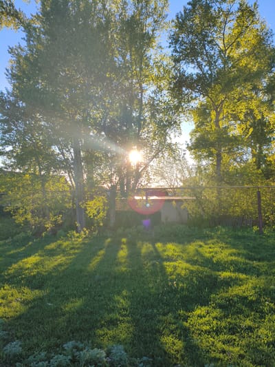 The image shows a green grassy field in Мунайка, Russia. Sunlight filters through trees, casting shadows on the ground. A small building is visible behind a metal bar fence. The sky is blue and clear.