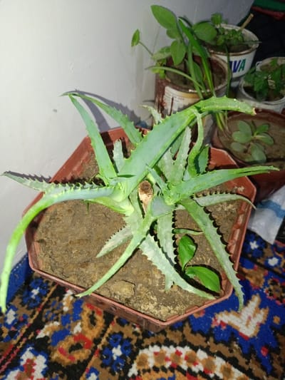 The image shows an aloe vera plant in a brown plastic pot. The pot is placed on a colorful patterned rug. In the background, there are other potted plants and a white wall. The scene appears to be indoors, likely in a residential setting in Panjakent, Tajikistan. There are no people visible in the image. The lighting suggests it may be evening or dimly lit.