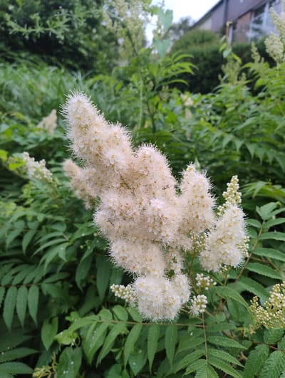 A cluster of white, fluffy flowers on a plant is in focus in the foreground of this outdoor, daytime image. The flowers have many delicate petals and stamens. The plant has green, serrated leaves. In the background, out of focus, is more greenery, including trees and shrubs, and a building with a brick facade and windows. The location is Uetersen, Germany.