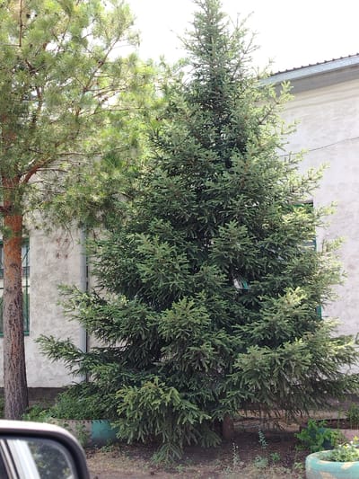 The image shows an outdoor scene in Ekibastuz, Kazakhstan. In the foreground, a portion of a car's side mirror is visible on the left. Dominating the center of the frame is a large, mature evergreen tree, likely a spruce, with dense, dark green foliage. To the left of the spruce, a portion of a mature pine tree with a reddish-brown trunk is visible. Behind the trees, a building with a light-colored textured wall and a gray roofline is present. Green window frames are discernible on the building. The ground around the trees is covered with dry leaves, dirt, and some low-lying vegetation. A large, blue-green planter is situated at the base of the spruce tree. The overall impression is a residential or municipal area with mature trees adjacent to a building. The lighting suggests it is daytime, with sunlight filtering through the trees.