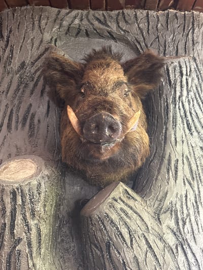 The media file shows a taxidermied wild boar's head emerging from a hollowed-out log or tree trunk, which is part of a display. The boar has brown fur and prominent tusks. The surrounding environment appears to be an outdoor setting, possibly a park or nature exhibit, with textured surfaces designed to resemble tree bark and logs. The lighting suggests it might be daytime. The overall scene evokes a natural habitat for the animal. The location is identified as Kokalyane, Bulgaria. There is no visible text in the image.