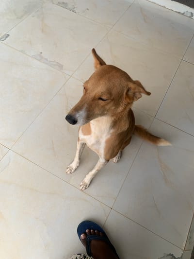 An adult medium-sized brown and white dog with pricked ears is sitting on a light-colored tiled floor. The dog is facing left with its eyes partially closed and its nose pointing towards the left side of the frame. Its front paws are resting on the floor, and its tail is extended to the right, with the tip being white. A human foot wearing a blue flip-flop is visible in the bottom right corner of the image, standing on the same tiled floor. The floor appears to be outdoors, possibly in a courtyard or patio, with some minor staining visible on the tiles. The background consists of the tiled floor extending away from the viewer. The scene is located in Kakau, Nigeria.