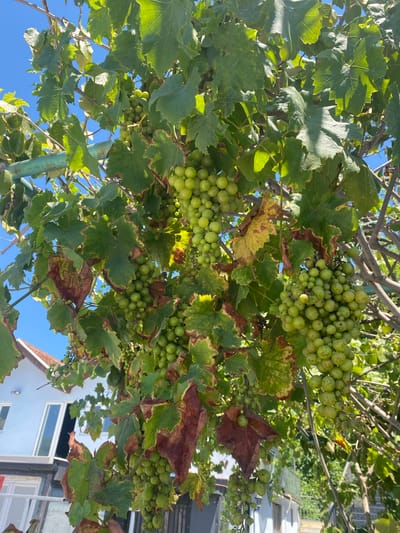 An outdoor shot, captured from a low angle looking up, shows a cluster of green grapes hanging from a vine. The grapes are round and small, with some bunches appearing denser than others. The vine has broad green leaves, some of which are dried and brown, with crispy edges. A metallic support structure, painted a faded green, runs horizontally through the upper left portion of the frame, supporting the vine. In the background, a light blue building with a red-tiled roof is visible, suggesting a residential area. The sky is a clear, bright blue. The overall scene depicts a vineyard or a cultivated vine in a sunny, outdoor environment, likely in Bjeliši, Montenegro, given the architectural style of the building.