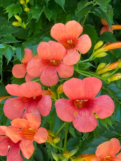 The image shows a close-up of several vibrant orange trumpet-shaped flowers and their buds, nestled among lush green leaves. The flowers are in various stages of bloom, with some fully open and others still partially closed. The sunlight illuminates the delicate texture of the petals and highlights the deep orange hues. The background consists of more green foliage and stems, suggesting a natural setting. There are no people or animals visible in the image. The scene captures the beauty of blooming flowers in what appears to be a garden or natural landscape. The location in Krasnomakskoe rural settlement, Ukraine is not visually represented in the image itself.