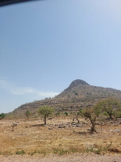 The image depicts a dry, rocky landscape in Taiyere, Nigeria. A prominent, conical-shaped hill, covered in exposed rock and sparse dry vegetation, dominates the midground and background under a clear, light blue sky. The foreground consists of parched, yellowish-brown grass and dirt, intermixed with numerous dark rocks and several scattered trees featuring green foliage. Additional dry, skeletal tree branches are visible across the uneven terrain. No human figures, animals, or artificial structures are present. The scene is illuminated by strong daylight, producing short shadows consistent with midday.