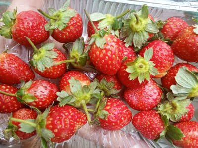 A close-up, overhead shot captures a clear plastic container filled with numerous ripe strawberries. The strawberries are predominantly bright red with visible yellow seeds scattered across their surfaces. Many of the fruits still have their green leafy tops attached. The container is made of clear, ribbed plastic, and the strawberries are tightly packed together, creating a vibrant display of red and green. The lighting suggests this image was taken indoors, possibly in a home or market setting. There is no indication of the city of Kudawa, Sri Lanka, or any specific environmental context beyond the contents of the container.