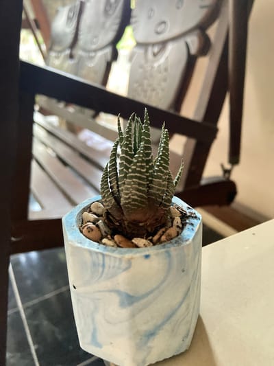 This media file features a close-up, top-down view of a potted succulent plant. The succulent, likely a Haworthia species due to its striped, pointed leaves, is housed in a small, light blue and white marbled pot. The pot is filled with small pebbles, partially covering the soil around the base of the plant. The plant itself is green with distinctive white stripes running along its leaves, which are fanned out slightly.
The background is blurred and out of focus, but suggests an indoor environment with glimpses of wooden structures, possibly furniture or shelving. There are also circular, patterned objects visible, which could be clock faces or decorative elements. The lighting appears to be natural, casting soft shadows and suggesting daytime. The overall mood is calm and domestic. There are no people or text visible in the image. The location context provided is Margorejo, Indonesia.