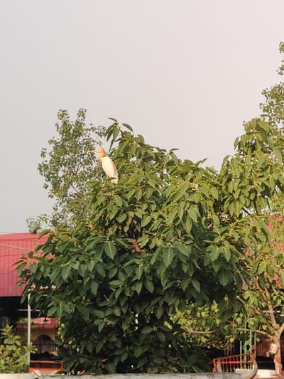 A cattle egret is perched on a tree branch in Gurgaon, India. The bird is white with a yellowish beak and legs. It is looking to the left. The tree is full of green leaves and some small, light-colored fruits. In the background, a red-tiled roof of a building is visible, along with some other structures and greenery. The sky is overcast and light-colored. The image is taken from a medium distance.
