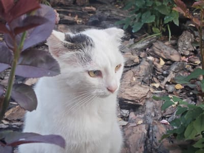 A white cat with black markings on its head sits in a garden. The cat is facing to the right, with its eyes open and looking away from the camera. Its fur is white with a black patch over its left ear and a few black spots on its forehead. The cat has yellow eyes and long white whiskers. In the foreground, there are purple leaves on a plant. The background consists of rocks and dry leaves, suggesting an outdoor environment. The scene appears to be a natural setting, possibly a backyard or a park. The image does not provide any specific information about the city of Подстёпки, Russia.