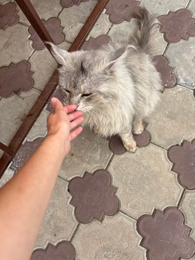 In Русский Турек, Russia, a long-haired grey cat is being petted by a person's hand. The cat is sitting on a patterned concrete paver walkway. The walkway has a repeating design of clover-like shapes in brown and light gray. A metal structure, likely a fence or table leg, is visible in the upper left corner of the image. The cat's eyes are partially closed, and it appears to be enjoying the interaction.