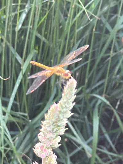In Berezniki, Russia, a close-up shot focuses on an orange dragonfly with transparent wings resting on a flowering plant. The dragonfly is positioned on the upper part of the plant's bloom, which is light green and has pink accents. The background is filled with out-of-focus green foliage, suggesting an outdoor, natural setting.