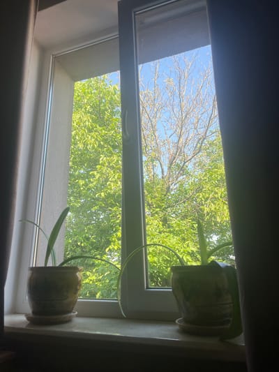 The image shows a window with two potted plants on the windowsill. The window is open and reveals a view of trees and a blue sky. The plants appear to be in decorative ceramic pots. One pot is to the left of the window opening, and the other is to the right. The curtains are drawn on both sides of the window, partially obscuring the view. The scene suggests an indoor setting looking out to an outdoor environment. There is no specific information about the city of Ponebel, Ukraine, or any actions, interactions, or individuals present in the image.