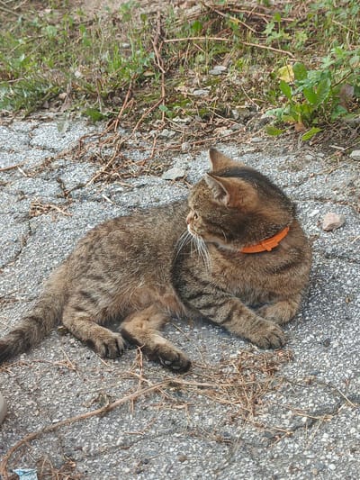 A tabby cat wearing an orange collar lies on a cracked asphalt surface. The cat is facing to the left, with its body curled. Dried grass and twigs are scattered around the cat on the ground. In the background, there is green grass and some brown foliage. The scene appears to be outdoors, possibly in a park or a quiet street. There is no indication of the city of Zlatoust, Russia in the image.