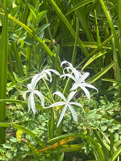 The image is a close-up, eye-level shot of several white spider lilies (Hymenocallis) in bloom, nestled amongst lush green foliage. The flowers are the primary subjects, with their delicate white petals and long, slender stamens creating a star-like effect. The surrounding leaves are various shades of green, some broad and strap-like, others smaller and more delicate, creating a dense, natural background. The lighting suggests it is daytime, with sunlight filtering through the leaves, casting some subtle shadows. The scene appears to be a garden or natural planting, possibly in a tropical or subtropical climate. The image was taken in Delray Beach, United States. There are no people or animals visible in the frame. The focus is sharp on the flowers and the immediate surrounding foliage.