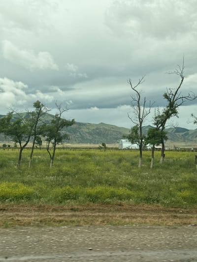 The image presents an expansive natural landscape, seemingly captured in Korkmaskala, Russia, under an overcast sky.

In the immediate foreground, a textured dirt road or track with a gray-brown hue runs horizontally along the right edge of the frame. To its left, a narrow band of drier, light brown vegetation transitions into a lush, vibrant green field that dominates the midground. This field is speckled with numerous small white and yellow wildflowers or plants, adding visual texture.

Within this green expanse, several deciduous trees with dark, slender trunks and branches are scattered. Some trees exhibit full green foliage, while others appear partially bare, their intricate, stark branches reaching towards the sky. Behind these trees, towards the base of the distant mountains, a few indistinct, light-colored structures, one appearing white and somewhat rounded, are faintly visible.

The background is defined by a range of rolling mountains or hills, characterized by muted green and brown tones that suggest arid or sparsely vegetated slopes. The sky above is largely blanketed by soft, diffuse white and grey clouds, indicating an overcast or partly cloudy daytime. The scene conveys a sense of natural tranquility and spaciousness. There are no people, explicit activities, or visible text in the image.