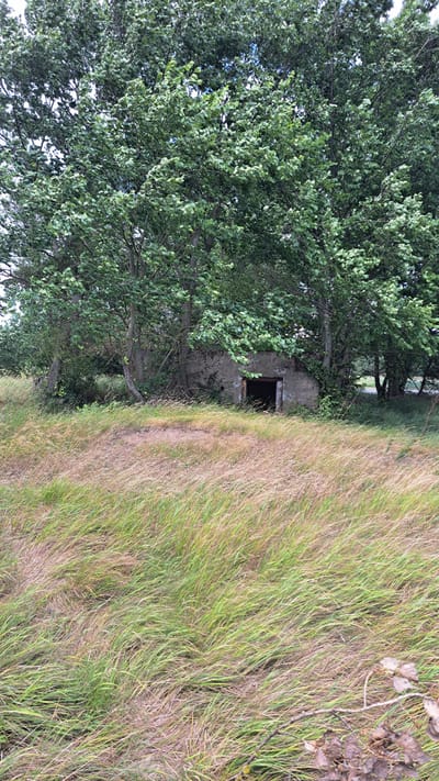 The image depicts an overgrown abandoned concrete structure with an open doorway, partially obscured by dense green foliage of trees and bushes. Tall, dry grass dominates the foreground, swaying as if in a breeze. The structure appears to be a small, single-story building or bunker, with weathered concrete walls and a dark, recessed entrance. The overall impression is one of disuse and natural reclamation. The location is identified as Marcinowice, Poland.