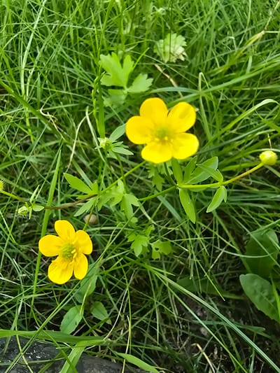 This is a close-up, eye-level, outdoor shot of two yellow buttercup flowers in a grassy area. The flowers are small and have five petals each, with a green center. The grass is lush and green, with some blades appearing lighter than others due to the lighting. In the background, there are more green leaves and blades of grass, with some out of focus, creating a shallow depth of field. The lighting appears to be natural daylight. There are no people or man-made structures visible in this specific frame. The image was taken in Sofiivska Borshchahivka, Ukraine.