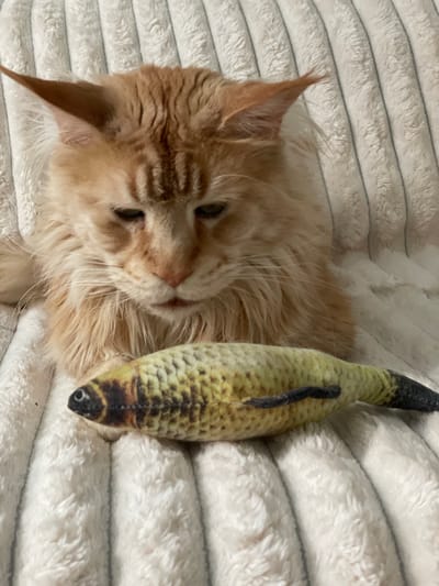 An adult ginger Maine Coon cat with a fluffy mane and tufted ears sits on a white, textured blanket. The cat's eyes are partially closed, and its gaze is directed downwards towards a toy fish in front of it. The fish is long and cylindrical, with a pattern resembling scales and a dark tail. The blanket appears to be a soft, plush material with raised, parallel ridges. The image is taken from a slightly elevated angle, focusing on the cat and the toy. The location is not provided in the image.