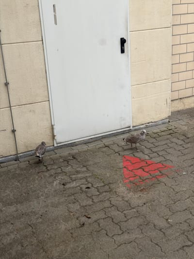 The image shows an outdoor scene in front of a building with a white door. Two seagulls are visible on a cobblestone ground. One seagull is standing to the left, facing away from the camera, while the other is to the right, facing the camera. A bright red, arrow-shaped marking is painted on the cobblestones in the lower right portion of the image. The building wall is light beige, and a brick wall is visible on the right side. The overall setting appears to be an urban or industrial area in Drochtersen, Germany.