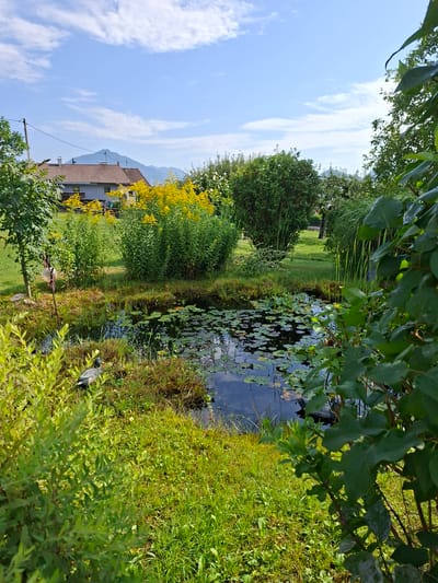 The image depicts a tranquil garden scene with a small pond as the focal point. The pond is partially covered with lily pads, and its dark water reflects the blue sky and white clouds above. Surrounding the pond is lush green grass and vegetation, with a dense cluster of tall yellow flowers in the mid-ground. In the background, a light-colored house with a brown roof is visible, nestled amongst trees and with rolling hills and mountains in the far distance. The overall impression is one of a peaceful, semi-rural setting. The provided information that this scene is in Münster, Austria, provides a geographical context.