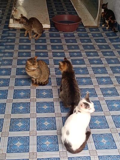 This image, captured in Limuru East ward, Kenya, displays six domestic cats in an indoor or semi-enclosed area with a blue and grey patterned tiled floor. A white cat is perched on a raised, worn white platform in the upper left. Immediately below it, a brown tabby cat stands on the floor, facing left. A dark red plastic bowl containing dark liquid is situated on the floor near the platform. In the upper right, a tortoiseshell cat sits facing left, positioned against a striped vertical surface. Two additional cats are seated in the foreground: a brown tabby on the left, facing right with closed eyes, and a white cat with black patches on its head, back, and tail, sitting to its right and facing away from the camera. A sixth dark brown tabby cat is positioned between these two foreground cats and the background, also facing away. No human subjects are visible.