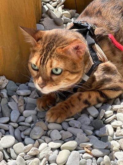 A Bengal cat with green eyes, wearing a black and tan harness with a red leash, rests on a bed of smooth, grey, and white pebbles. The cat is positioned next to a rough-hewn, light brown wooden post, partially obscuring its left side. The cat's fur is a mottled brown with dark spots and stripes. The scene appears to be outdoors, in what could be a garden or courtyard, with the sunlight casting shadows on the pebbles. There are no people present in the image. The location of Znamya Oktyabrya, Russia, is not visually represented in the image itself.
