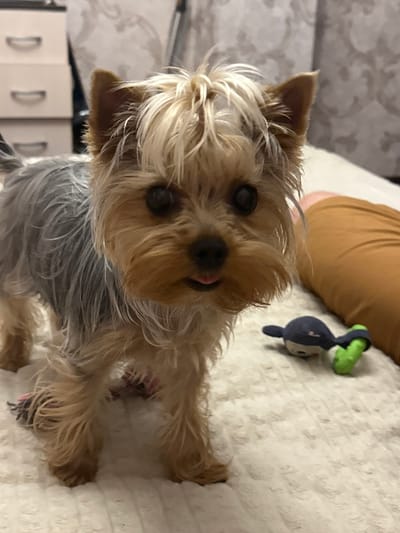 A close-up shot shows a small Yorkshire Terrier lying on a textured, off-white surface, likely a bed or blanket. The dog's fur is a mix of tan and gray, with its eyes dark and attentive. Its tongue is slightly out, giving it a playful expression. A small, dark blue and green plush toy, possibly a whale, rests near the dog. In the background, a person's legs, clad in brown fabric, are visible. The scene appears to be indoors, with a soft, diffused light suggesting daytime. Behind the dog and the person, a blurry background includes what looks like furniture with handles, hinting at a domestic setting. The overall mood is casual and relaxed, focusing on the dog and its toy.