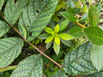 The image provides a close-up, top-down view of dense green foliage, showcasing a variety of plant textures and insect life. The scene is dominated by multiple leaves in various shades of green, suggesting a natural outdoor setting like a garden or forest under natural light.
In the foreground and central to the image are large, ovate leaves characterized by a pronounced, reticulated (net-like) vein pattern. These leaves are a darker, duller shade of green, and many exhibit signs of insect damage, with several small to medium-sized holes perforated through their blades. One such leaf, positioned prominently in the upper left quadrant, hosts a slender, light green insect, possibly a grasshopper or katydid, which is well-camouflaged against the leaf's surface due to its matching color.
Interspersed among and beneath these larger, textured leaves are clusters of smaller, smoother, and somewhat glossier leaves. These leaves display a brighter, more vibrant range of greens, with some new growth appearing in a striking yellowish-green hue, particularly in the central area of the image. Other leaves of this type are a darker, richer green. One of these smoother leaves, visible in the upper right section, has several reddish-brown spots scattered across its surface, indicative of potential plant disease or further insect activity.
Thin, brownish stems, some with fine hairs, connect the leaves and are visible throughout the image. A small black ant can be seen walking along one of these stems near the bottom center of the frame, close to the base of one of the large patterned leaves. The background consists of out-of-focus green foliage, further emphasizing the depth and density of the plant life. The overall impression is one of natural vitality and the intricate interactions within a micro-ecosystem. There is no visible text in the image.