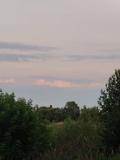 The image captures an outdoor scene with a focus on nature and the sky. The foreground is dominated by lush green foliage, with various trees and bushes creating a dense, natural barrier. The leaves are vibrant, indicating a temperate climate, likely during the warmer months. In the background, a gentle slope of land is visible, covered in more trees and some hints of lighter colored earth, possibly a construction site or exposed soil.
The sky occupies the upper half of the image and is a pale, hazy color with soft, wispy clouds. Some of the clouds have a subtle pinkish hue, suggesting either the soft light of dawn or dusk. There are no people or man-made objects clearly visible in the main part of the scene, emphasizing a natural, untamed landscape. A tall pine tree stands on the right side of the frame, its dark green needles contrasting with the lighter greenery and the sky.
The overall mood is serene and peaceful, with the soft lighting and natural elements creating a tranquil atmosphere. The time of day is likely early morning or late evening due to the quality of the light. The location cues, such as the type of vegetation and the rolling landscape, are consistent with a rural or semi-rural setting. There is no visible text in the image.
