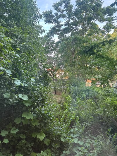 The image depicts a dense, overgrown natural setting with abundant greenery, likely a forest or thicket. Tall trees with lush foliage dominate the scene, their branches reaching towards a bright, overcast sky. The leaves are varied in shape and size, suggesting a mix of tree and undergrowth species.
A narrow, unpaved path or clearing is visible winding through the dense vegetation, hinting at a secluded or wild location. The overall impression is one of lushness and natural growth, possibly an untamed garden or a natural area. Hints of structures, perhaps a building with a reddish-orange roof, can be discerned through the foliage in the background, suggesting the proximity of human habitation to this wilder area.
The lighting suggests it is daytime, likely late morning or afternoon, with soft, diffused light filtering through the canopy. There are no people or specific objects prominently featured, emphasizing the natural environment. The scene evokes a sense of peace and seclusion, characteristic of a natural, undeveloped space. The image appears to be taken from a low angle, looking upwards into the trees. No text is visible in the image.