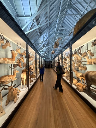 The image depicts the interior of a museum-like space, likely in Dacorum, United Kingdom, given the request context. A glass walkway is a prominent feature, with displays of taxidermied animal heads and bodies beneath it. A man and a child (presumably a girl) are walking on the walkway. The architecture includes a high ceiling with a visible support structure. There are also other hanging objects in the far background.