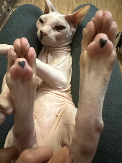 The image shows a close-up view of a Sphynx cat lying on a person's lap, which is covered by dark blue jeans. The cat is bald and has wrinkled skin. Its front paws are held up, and the camera focuses on the paw pads. The cat's right paw, in the foreground, has a small black heart shape drawn on one of its paw pads. Its left paw, further away, also appears to have a similar marking. The cat's face is visible, with its eyes closed or partially closed. The background is out of focus, but appears to be a wooden surface. There is no indication of the city of Togliatti, Russia.
