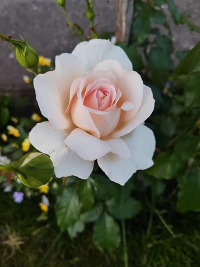 This is a close-up, eye-level, vertical, outdoor photograph of a single, pale pink and white rose in bloom. The rose is centrally located, with its delicate petals unfurling. The inner petals are a soft pink, transitioning to creamy white on the outer edges. A green rosebud is visible to the left of the main flower. The background is a blur of dark green foliage, grass, and small, out-of-focus yellow and purple flowers, suggesting a garden setting. A textured, grey, concrete-like surface is visible in the upper left corner. The lighting appears natural, likely from daylight, casting soft shadows. The image was taken in Gvardeysk, Russia.