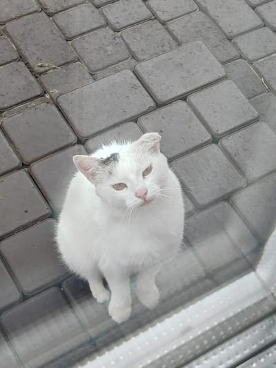 A white cat with a black marking on its head sits on a paved area with grey rectangular stones. The cat is looking up and to the left. The paved area appears to be outdoors. The image is taken from a high angle, looking down at the cat. The bottom of the image shows a reflective surface with a metallic, ridged pattern. There are no people or other animals visible in the image. The environment suggests an urban or suburban setting. Based on the location provided, this scene is likely situated in the village of Подстёпки, Russia.