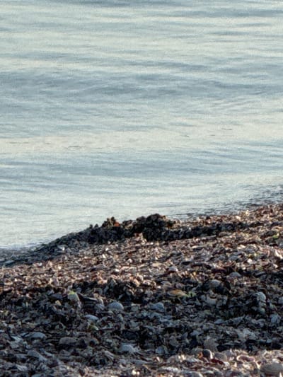 The image displays a close-up view of a rocky shoreline where waves are meeting the land. On the left side of the frame, the water exhibits a textured, rippled surface, suggesting it is either moving or has recently moved. The color of the water is a pale, cool blue-gray, reflecting the ambient light. On the right side of the frame, a dense cluster of rocks or shells forms a textured embankment. These rocks are varied in color, ranging from dark brown and gray to lighter shades, and appear to be covered in a multitude of smaller shells or barnacles, creating a rough and uneven surface. Some small patches of green, possibly algae or vegetation, are visible amongst the rocks. The lighting suggests it is daytime, with a natural light source illuminating the scene. The overall impression is a natural, coastal environment, likely a beach or a rocky shore. No people, objects, or text are visible in the image. The setting appears to be a calm, natural environment.