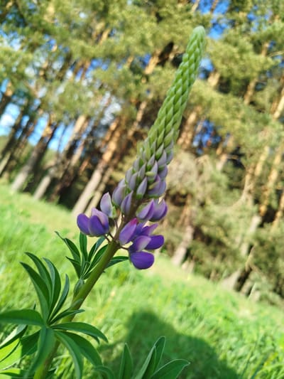 A close-up, ground-level shot of a lupine flower with purple petals and a green spike-like structure in the background. The lupine is in focus, showcasing its petals and stem with green leaves. The background is filled with a blurred view of green grass and a dense forest of pine trees under a blue sky. The location is likely in a natural setting, possibly a meadow or forest clearing in Заречье, Russia. There are no people visible in the image.