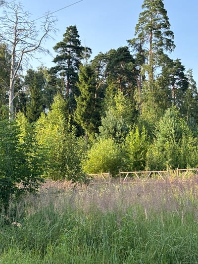 The image shows a dense forest with a clear blue sky overhead. In the foreground, tall, dry grasses and reeds are illuminated by sunlight. Behind them, a wooden fence with an A-frame structure is visible, marking the edge of a treeline. The forest itself is a mix of deciduous and coniferous trees, with varying shades of green foliage. Some of the trees are significantly taller than others, creating a layered effect. A few bare, skeletal branches from a dead tree are visible on the far left, reaching towards the sky. The scene appears to be in a natural, undeveloped area.