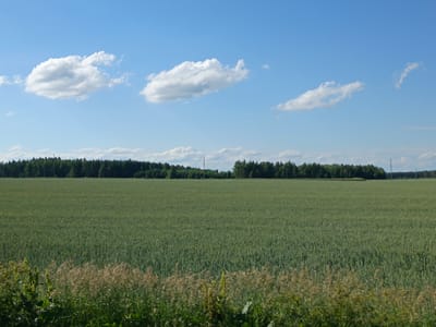 This media file depicts a rural landscape under a clear blue sky with scattered white clouds. The scene is dominated by a vast, green field, likely a crop of wheat or barley, stretching towards a dense line of dark green trees in the background. The foreground features a border of tall, dry grass and foliage, adding texture and depth to the composition.

The time of day appears to be daytime, with bright sunlight casting a natural illumination on the scene. The weather is fair and sunny, indicated by the clear sky and fluffy clouds. There are no people or specific objects visible in the image, focusing solely on the natural environment. The landscape suggests a rural or agricultural setting, possibly in a region with open fields and forests. The overall emotion conveyed is one of tranquility and natural beauty. No text is visible in the image.