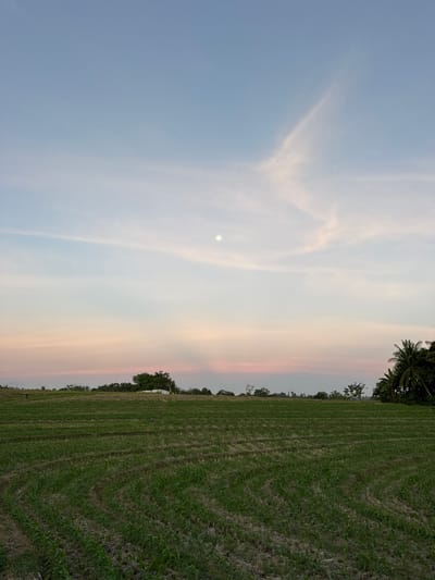 The image depicts a rural landscape in Selemadeg Timur, Indonesia at dusk. A field of green grass with visible tire tracks dominates the lower right of the frame, transitioning into a mix of green and brown patches. Along the horizon line, several trees are visible, including what appears to be a coconut palm. The sky occupies the majority of the image, displaying a gradient of colors from light blue to pink and orange, suggesting a sunset. The sun is faintly visible through the clouds. No people are discernible in the image. The photo's orientation is vertical, with the horizon appearing at an angle.