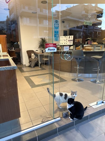 A daylight street-level forensic view depicts a glass storefront located in the Municipal Unit of Elliniko, Greece. Two domestic cats are observed outside the entrance. A black and white cat is seated on a raised step immediately in front of the glass door, facing forward with its gaze directed slightly right. To its left, a white cat with grey and brown patches stands, facing the viewer with its tongue slightly extended. The exterior ground is surfaced with dark grey square tiles. Reflections in the glass reveal a multi-story residential building situated across the street.
The interior of the commercial establishment, visible through the glass, features a light beige tiled floor with a dark grey geometric pattern. A tabby cat is seated upright on a brown office chair, draped with a knitted throw, positioned in the middle-left of the internal space. Behind this cat, an office desk is furnished with a computer monitor, keyboard, office telephone, and a potted plant. To the right, two grey bar stools with chrome bases are arranged in front of a dark wood counter displaying items such as books and another small plant.
Multiple informational and security signs are affixed to the glass. These include a red "Sigma Security" warning sign in Greek, stating "ΠΡΟΣΟΧΗ! Ο ΧΩΡΟΣ ΠΡΟΣΤΑΤΕΥΕΤΑΙ" (ATTENTION! THE AREA IS PROTECTED), a white rectangular sign with a Greek contact number "ΓΙΑ ΑΜΕΣΗ ΕΠΙΚΟΙΝΩΝΙΑ 6974-037450" (FOR IMMEDIATE COMMUNICATION), and various payment method logos (Mastercard, VISA, Visa Electron, Maestro) alongside the National Bank of Greece logo. A smaller internal sign confirms "AMIS Security Products" protect the premises. The interior is illuminated, with recessed lighting fixtures visible in the ceiling. No human subjects are present in the scene.