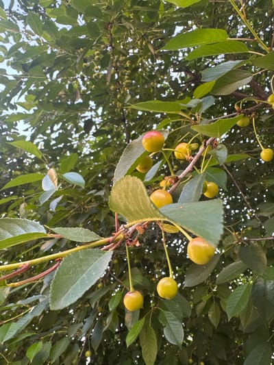 A close-up, upward-facing shot captures a cherry tree with developing fruit and green leaves, set against a bright sky. Several small, green cherries hang from thin stems, interspersed with larger, yellow and red-tinged cherries, some of which appear to be ripening. The branches and leaves create a dense canopy, with dappled sunlight filtering through. The overall scene suggests a natural outdoor environment, possibly a garden or orchard, within or near Kostinbrod, Bulgaria. There are no people or animals visible in the image.