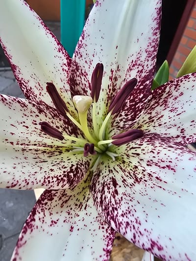 A close-up, upward-angled shot captures the intricate details of a white lily with dark red spots. The flower's white petals are speckled with irregular, deep red markings, creating a striking contrast. The center of the lily reveals its reproductive organs: several dark purple anthers tipped with a lighter yellow pollen, surrounding a pale yellow stigma. The background is blurred, hinting at an outdoor environment with hints of turquoise and brickwork, suggesting the flower might be in a garden or near a building in Nova Kakhovka, Ukraine.