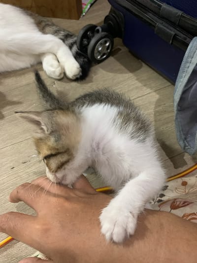 A very young, tabby and white kitten is actively biting a human hand. The kitten's head is lowered, its mouth open and engaged with the fingers. The kitten has light brown and white fur, with darker tabby markings on its head and back. It is positioned on a wooden floor. To the left, a portion of a larger white and grey cat is visible, its paws resting near some black wheels. In the background, a dark blue suitcase is present, with a gray fabric bag attached. The scene appears to be indoors. The provided location of Tanjungsepreh, Indonesia, is noted, but the image itself does not contain visual information to confirm this specific geographic location.