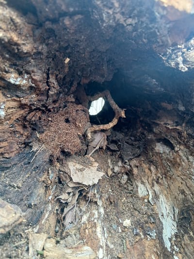 This close-up image captures the interior of a hollowed-out tree trunk or log, presenting a detailed view of its textured, decaying wood. The dominant subjects are the organic materials within this natural cavity.
In the center, a small, circular opening provides a bright focal point, suggesting an exit or another part of the hollow, through which faint daylight is visible. A slender, curved twig acts as a natural bridge or support across this opening. The floor and walls of the cavity are covered with various forms of natural debris, including dried brown leaves, earthy detritus, and a distinctive cluster of fine, reddish-brown fibrous material that resembles dried moss or rootlets, particularly prominent in the mid-foreground.
The wood itself exhibits various stages of decay, with rough textures, dark brown and black sections, and lighter, almost white patches, possibly indicating fungal growth or exposed inner wood. The overall impression is one of a miniature, hidden ecosystem within a fallen or hollow tree.
No human activity or people are depicted. The scene is static, showcasing the intricate details of natural decomposition. The lighting indicates it is daytime. Given the context of Guayana City, Venezuela, this is likely a view within a tropical or subtropical wooded area, common for such natural formations. There is no visible text in the image.