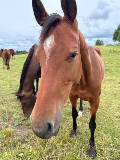 The image shows a close-up of a brown horse's head in a grassy field. The horse has a white marking on its forehead and dark mane. In the background, other horses are visible, some grazing. The environment appears to be a rural area with trees and a cloudy sky. The scene is located in the village of Galinė, Lithuania.