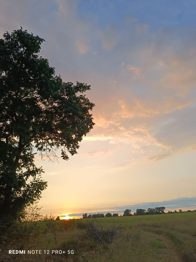 The image captures a serene sunset scene in Kateritsa, Bulgaria. In the foreground, a large, leafy tree stands silhouetted against the sky on the left side of the frame, its branches extending into the frame. The ground beneath is covered in dry grass and brush, with some twigs and branches scattered around. A faint dirt path is visible winding through the grass towards the right.
The middle ground features a flat, green field stretching towards a distant line of trees. The setting sun is a bright, circular orb peeking through a thin layer of clouds just above the horizon, casting a warm glow across the landscape. The sky above is a canvas of soft colors, transitioning from a pale yellow near the horizon to a gentle pink and orange in the clouds, and finally to a muted blue at the top of the frame. The overall atmosphere is tranquil and picturesque, indicative of a peaceful evening in the Bulgarian countryside. A watermark at the bottom left corner reads "REDMI NOTE 12 PRO+ 5G."
